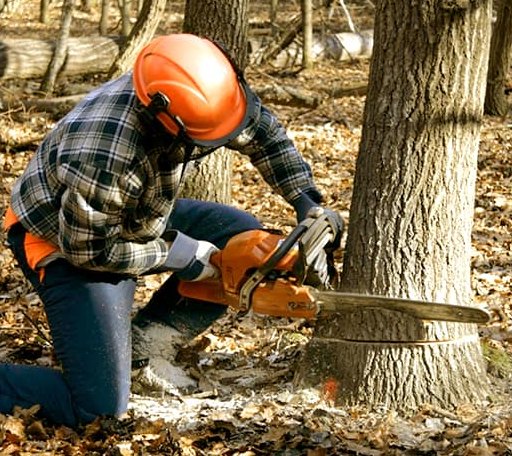 Tree Removal in Holcomb, MS